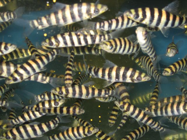  leucoplast structure Leporinus fish