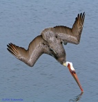 Pelicano pezcando